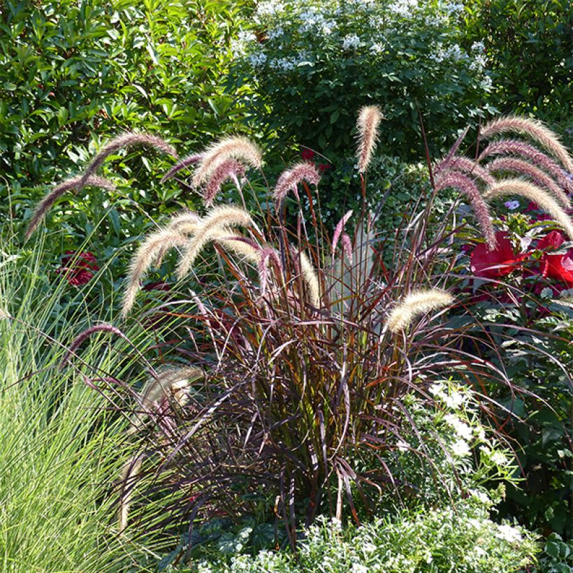 Federborstengras Rubrum - Pennisetum advena (Wuchs)