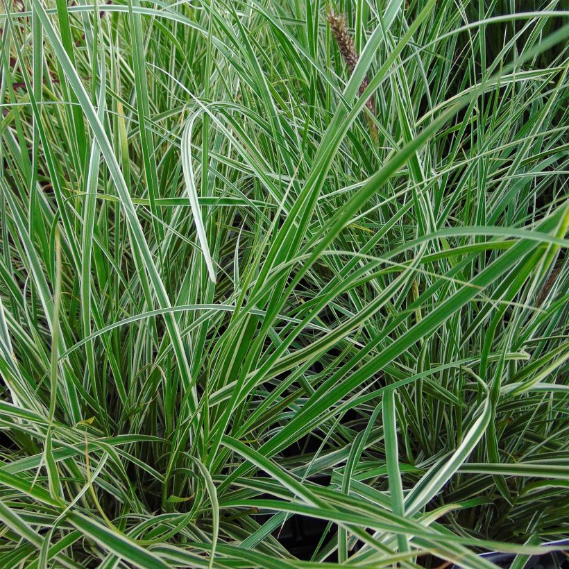 Federborstengras Skyrocket - Pennisetum advena (Foliage)