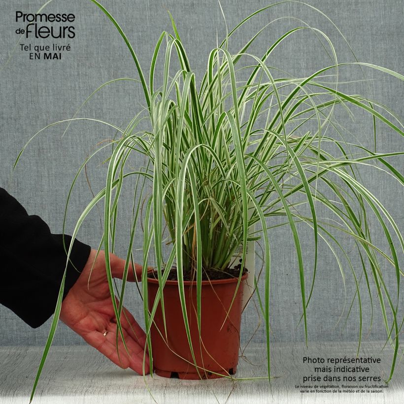 Example of Federborstengras Skyrocket - Pennisetum advena Topf mit 1L/1,5L as you get in printemps