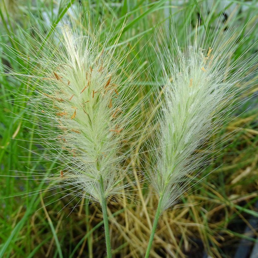 Federborstengras - Pennisetum villosum (Flowering)