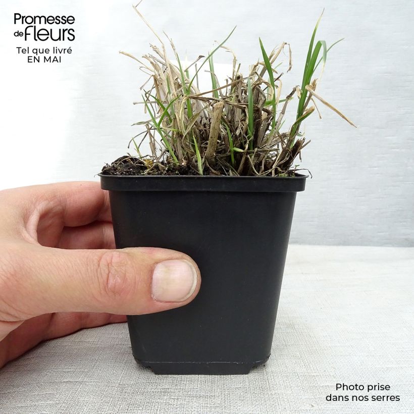 Example of Federborstengras - Pennisetum villosum Kleine Töpfe von 8/9 cm as you get in printemps