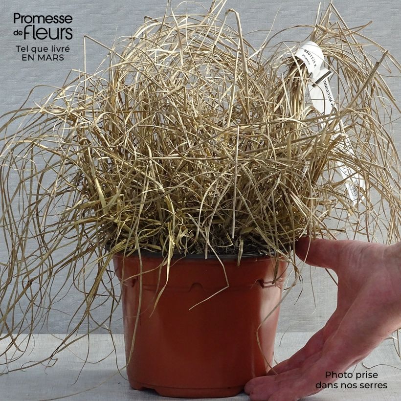 Example of Federborstengras - Pennisetum villosum Topf mit 2L/3L as you get in printemps