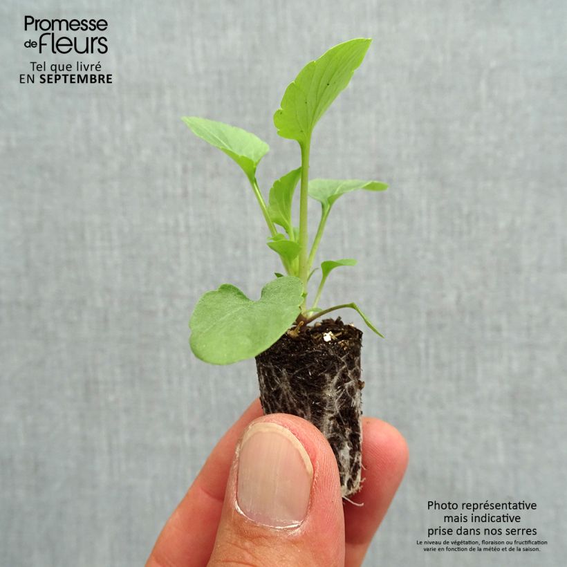 Exemplar von Stiefmütterchen Alpha F1 Pink Shades Mini-Plug Ø 1,5/2,5 cm wie im Herbst geliefert