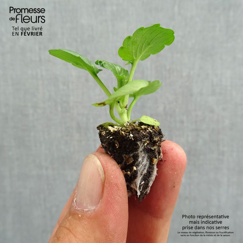 Exemplar von Stiefmütterchen F1 Carrera Autumn Berries Mini-Plug: Plug 2,2 cm x 2 cm in Anzuchtplatte à 35 Stück wie im Herbst geliefert