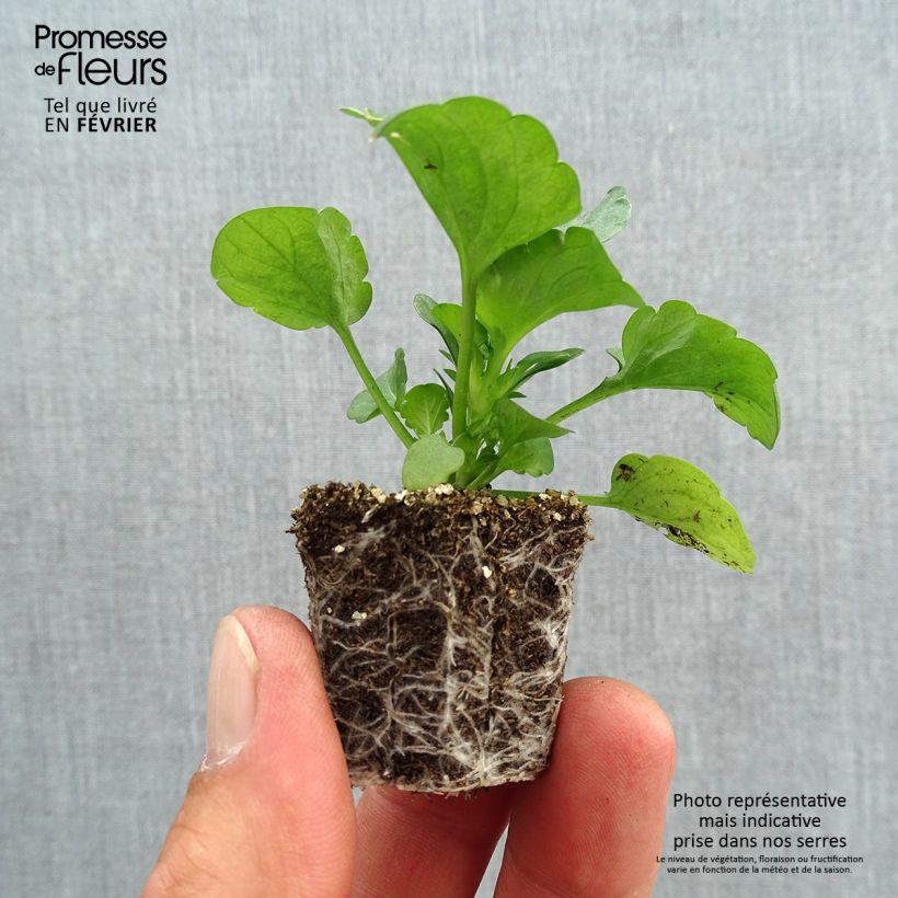 Exemplar von Stiefmütterchen F1 Carrera Autumn Berries Jardi-Plug: Wurzelballen 3,8 cm x 3,2 cm in Anzuchtplatte à 15 Stück. wie im Herbst geliefert