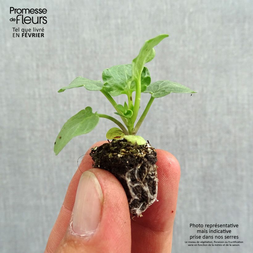 Exemplar von Stiefmütterchen F1 Carrera Blue With Blotch Mini-Plug: Plug 2,2 cm x 2 cm in Anzuchtplatte à 35 Stück wie im Herbst geliefert