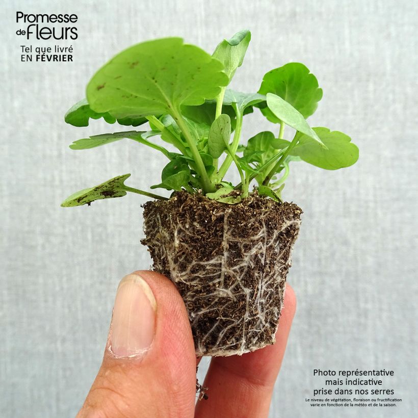 Exemplar von Stiefmütterchen F1 Carrera Blue With Blotch Jardi-Plug: Wurzelballen 3,8 cm x 3,2 cm in Anzuchtplatte à 15 Stück. wie im Herbst geliefert