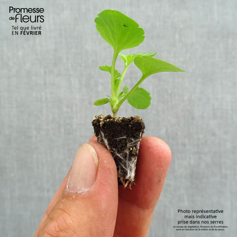 Exemplar von Stiefmütterchen F1 Carrera Tons roses Mini-Plug: Plug 2,2 cm x 2 cm in Anzuchtplatte à 35 Stück wie im Herbst geliefert