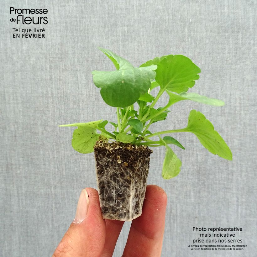 Exemplar von Stiefmütterchen F1 Carrera Tons roses Jardi-Plug: Wurzelballen 3,8 cm x 3,2 cm in Anzuchtplatte à 15 Stück. wie im Herbst geliefert