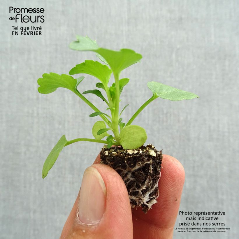 Exemplar von Stiefmütterchen F1 Carrera Rose à Macule Mini-Plug: Plug 2,2 cm x 2 cm in Anzuchtplatte à 35 Stück wie im Herbst geliefert