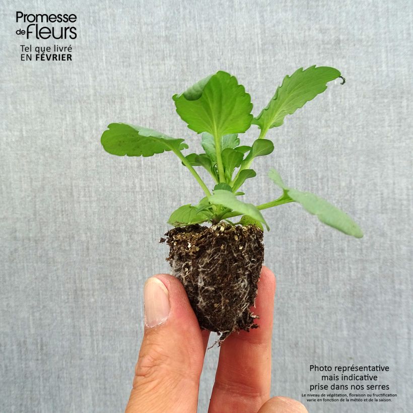 Exemplar von Stiefmütterchen F1 Carrera Rose à Macule Jardi-Plug: Wurzelballen 3,8 cm x 3,2 cm in Anzuchtplatte à 15 Stück. wie im Herbst geliefert