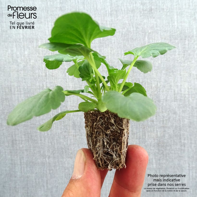 Exemplar von Stiefmütterchen F1 Carrera White Jardi-Plug: Wurzelballen 3,8 cm x 3,2 cm in Anzuchtplatte à 15 Stück. wie im Herbst geliefert