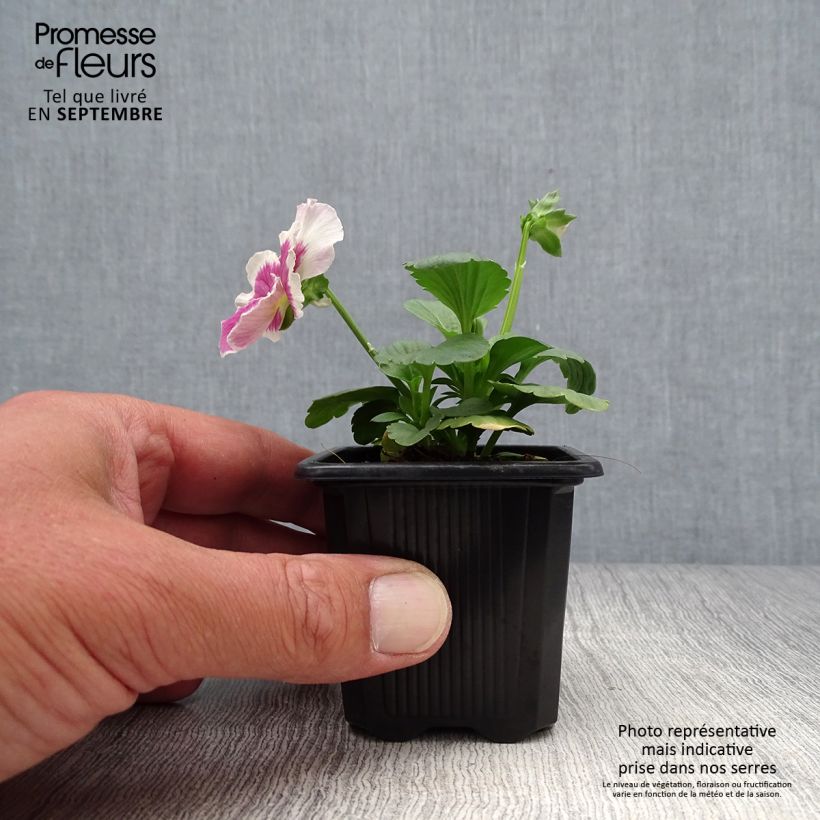 Exemplar von Stiefmütterchen F1 Carrera Rose Blotch Kleine Töpfe von 7/8 cm wie im Herbst geliefert