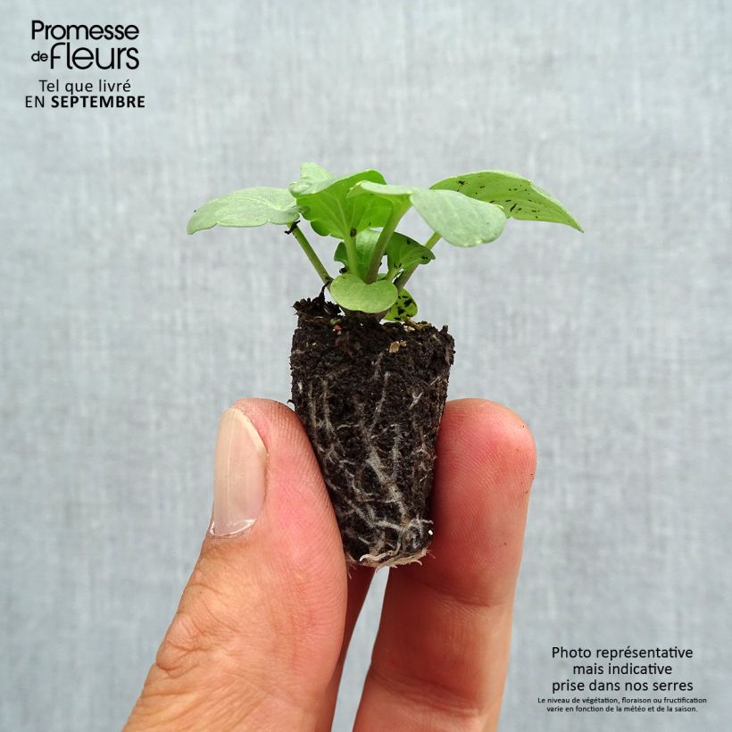 Exemplar von Stiefmütterchen Cats F1 Mix Mini-Plug Ø 1,5/2,5 cm wie im Herbst geliefert