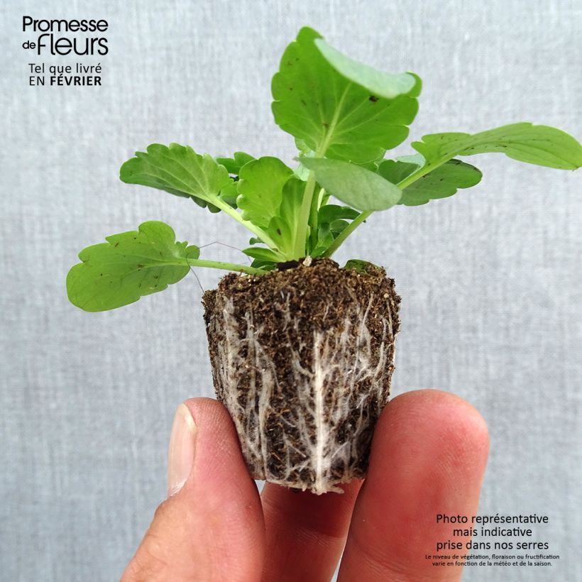 Exemplar von Stiefmütterchen F1 Félix Mix Jardi-Plug: Wurzelballen 3,8 cm x 3,2 cm in Anzuchtplatte à 15 Stück. wie im Herbst geliefert