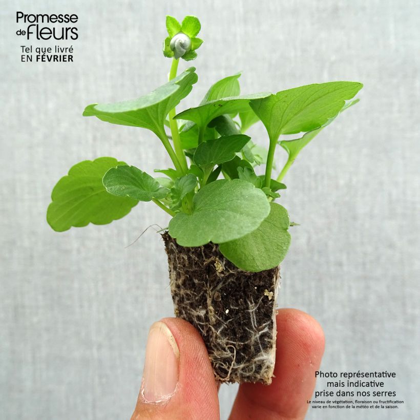 Example of Stiefmütterchen Inspire Silver Blue Jardi-Plug: Wurzelballen 3,8 cm x 3,2 cm in Anzuchtplatte à 15 Stück. as you get in automne