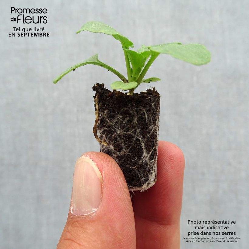 Exemplar von Stiefmütterchen Matrix F1 Cassis Mini-Plug Ø 1,5/2,5 cm wie im Herbst geliefert