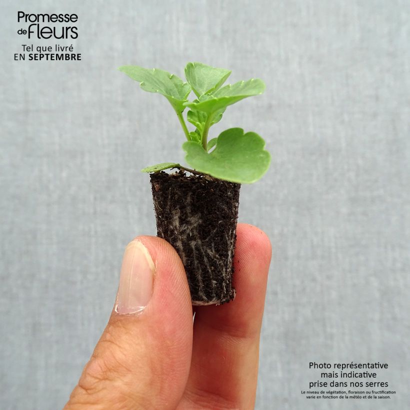 Exemplar von Stiefmütterchen Matrix F1 Deep Blue Blotch Mini-Plug Ø 1,5/2,5 cm wie im Herbst geliefert