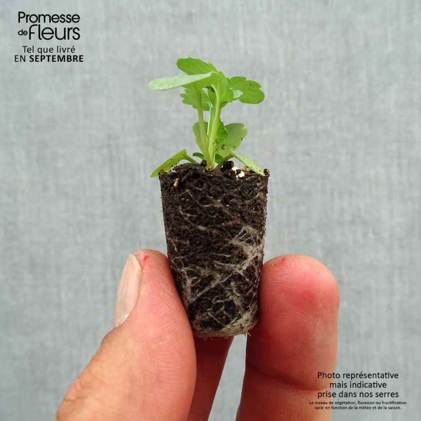 Exemplar von Stiefmütterchen Matrix F1 Yellow Blotch Mini-Plug Ø 1,5/2,5 cm wie im Herbst geliefert