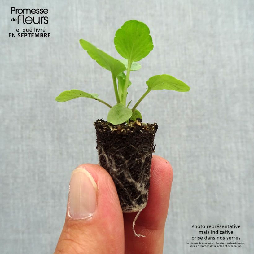 Exemplar von Stiefmütterchen Matrix F1 Lavender Shades Mini-Plug Ø 1,5/2,5 cm wie im Herbst geliefert