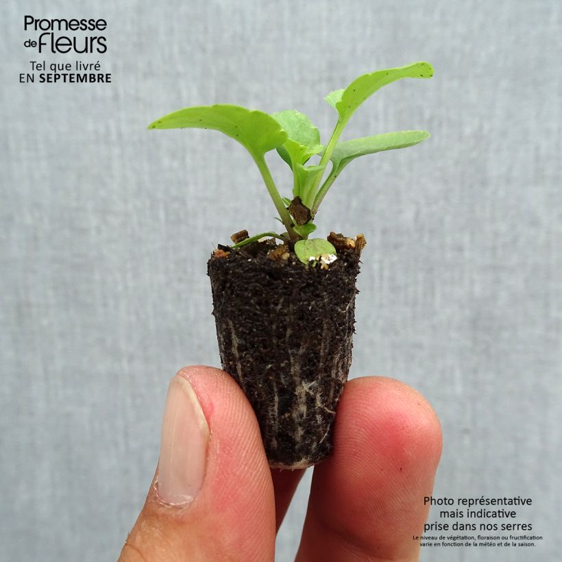 Exemplar von Stiefmütterchen Matrix F1 Lemon Clear Mini-Plug Ø 1,5/2,5 cm wie im Herbst geliefert