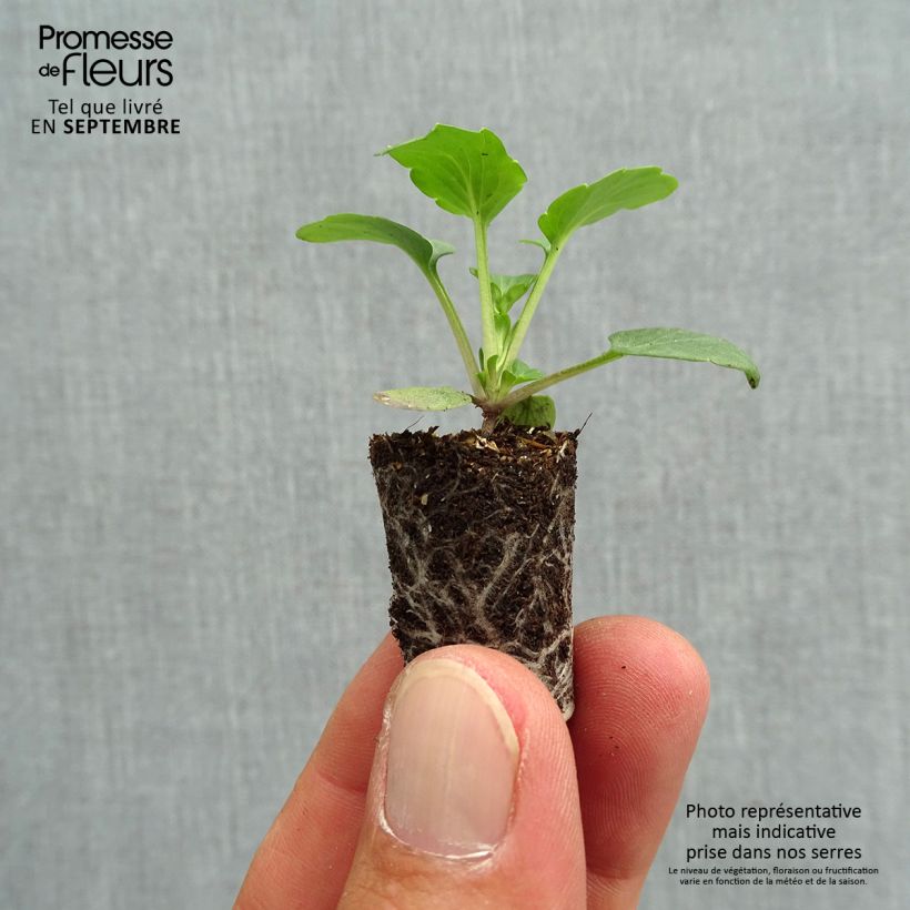 Exemplar von Stiefmütterchen Matrix F1 Orange Deep Mini-Plug Ø 1,5/2,5 cm wie im Herbst geliefert