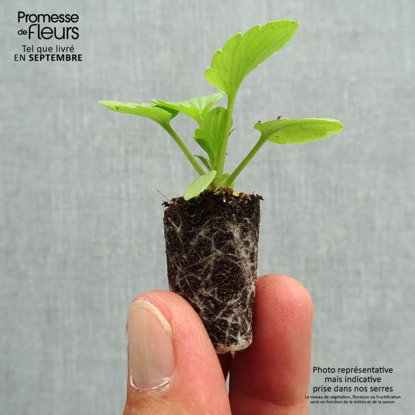 Exemplar von Stiefmütterchen Rose Mini-Plug Ø 1,5/2,5 cm wie im Herbst geliefert