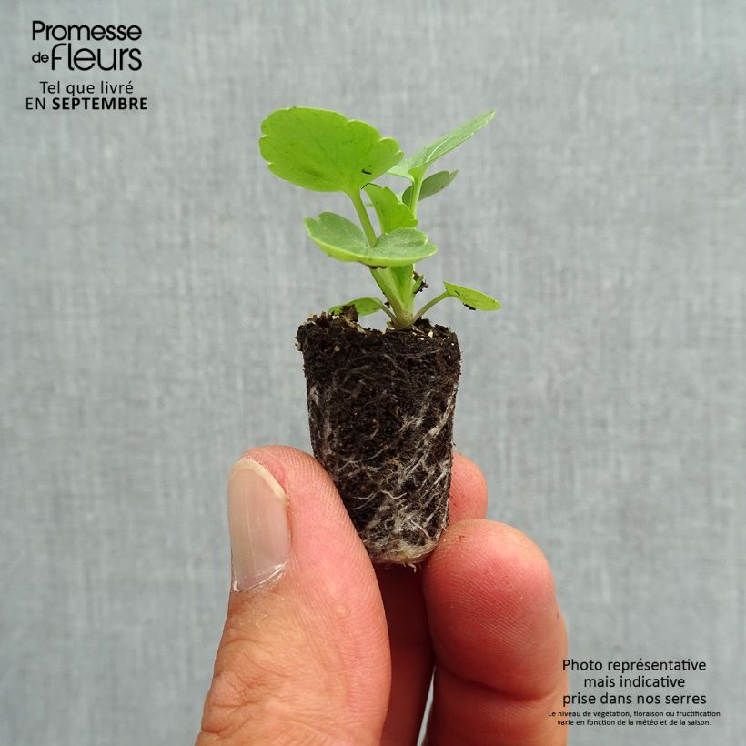 Exemplar von Stiefmütterchen Matrix F1 Solar Flare Mini-Plug Ø 1,5/2,5 cm wie im Herbst geliefert