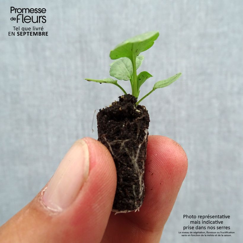 Exemplar von Stiefmütterchen Bimbo Lips Mini-Plug Ø 1,5/2,5 cm wie im Herbst geliefert