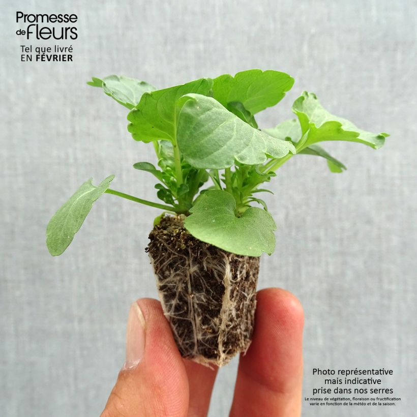 Exemplar von Stiefmütterchen Felix Jeans Jardi-Plug: Wurzelballen 3,8 cm x 3,2 cm in Anzuchtplatte à 15 Stück. wie im Herbst geliefert