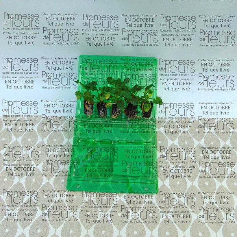 Beispiel eines Exemplars von Stiefmütterchen Mariposa F1 Peach Shades Mini-Plug Ø 1,5/2,5 cm wie geliefert