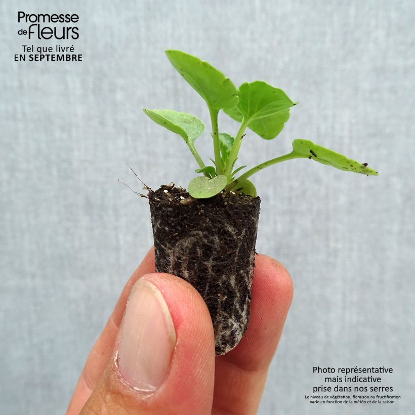 Exemplar von Stiefmütterchen Matrix F1 Midnight Glow Mini-Plug Ø 1,5/2,5 cm wie im Herbst geliefert