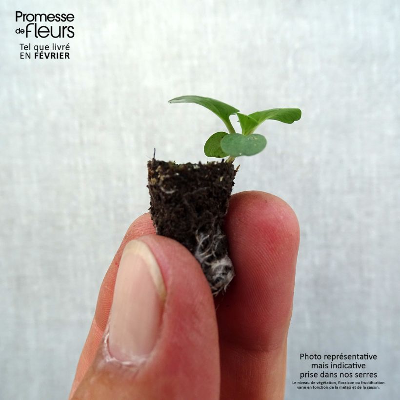 Exemplar von Stiefmütterchen Prim up Blue Yellow Splash Mini-Plug Ø 1,5/2,5 cm wie im Herbst geliefert