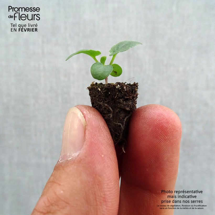 Exemplar von Stiefmütterchen Prim up Felix Mandarin Mini-Plug Ø 1,5/2,5 cm wie im Herbst geliefert