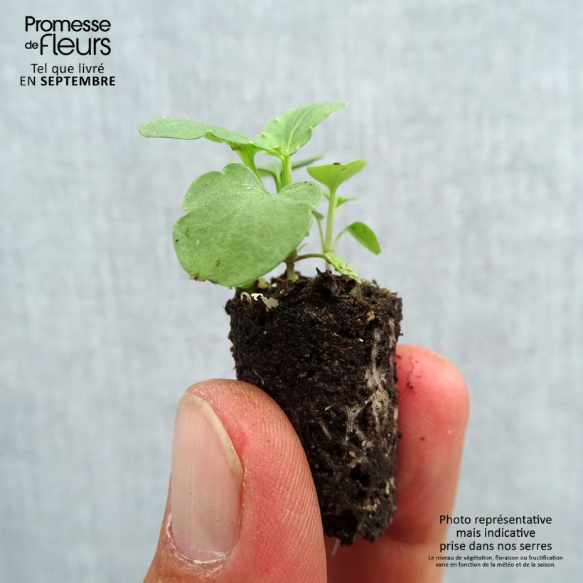 Exemplar von Stiefmütterchen Ultima Morpho F1 Mini-Plug Ø 1,5/2,5 cm wie im Herbst geliefert