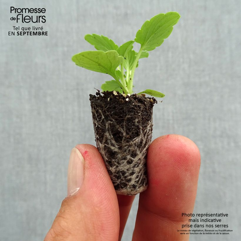 Exemplar von Stiefmütterchen Ultima Radiance F1 Pink Mini-Plug Ø 1,5/2,5 cm wie im Herbst geliefert