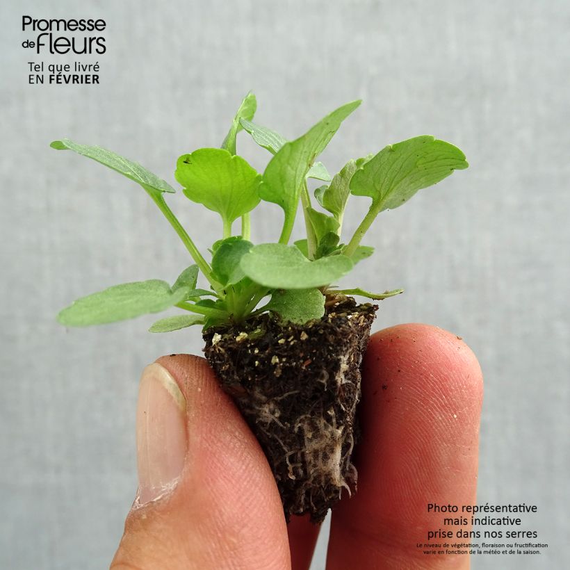 Exemplar von Stiefmütterchen Ultima Radiance F1 Red Mini-Plug: Plug 2,2 cm x 2 cm in Anzuchtplatte à 35 Stück wie im Herbst geliefert