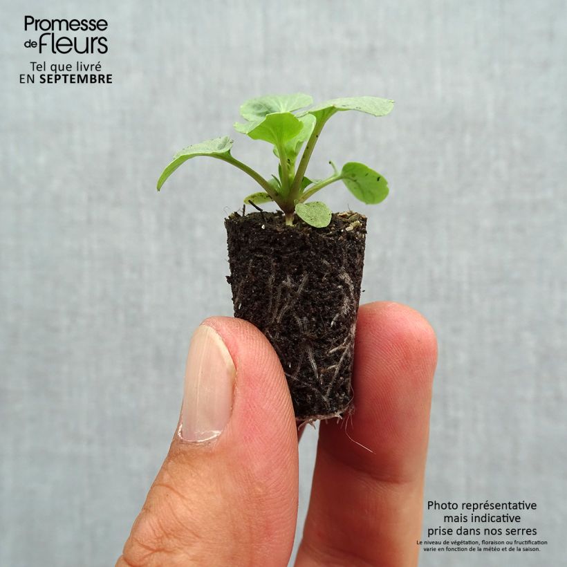 Exemplar von Stiefmütterchen Ultima Radiance F1 Red Mini-Plug Ø 1,5/2,5 cm wie im Herbst geliefert