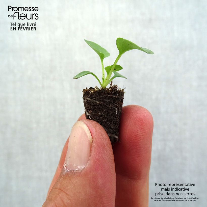 Example of Stiefmütterchen Prim Up Yellow Red Blotch Mini-Plug Ø 1,5/2,5 cm as you get in automne