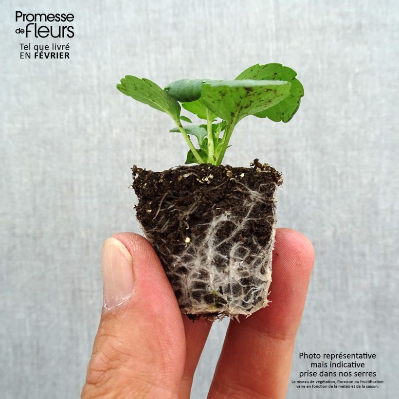 Exemplar von Stiefmütterchen Prim Up Yellow Red Blotch (Kulturplatte) Jardi-Plug: Wurzelballen 3,8 cm x 3,2 cm in Anzuchtplatte à 15 Stück. wie im Herbst geliefert