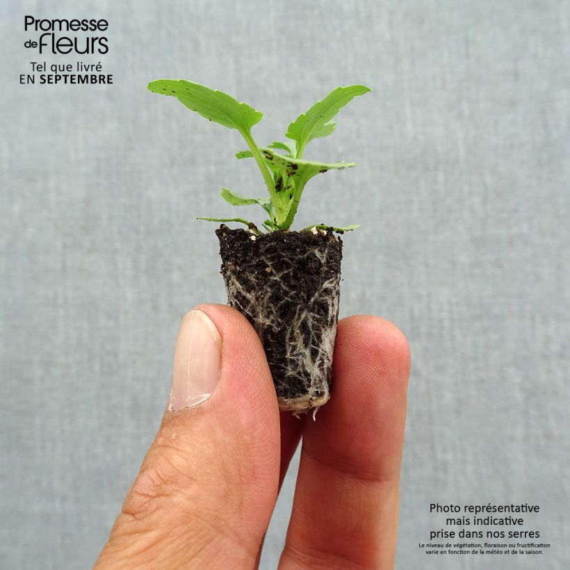 Exemplar von Stiefmütterchen Ultima Radiance F1 Mix Mini-Plug Ø 1,5/2,5 cm wie im Herbst geliefert