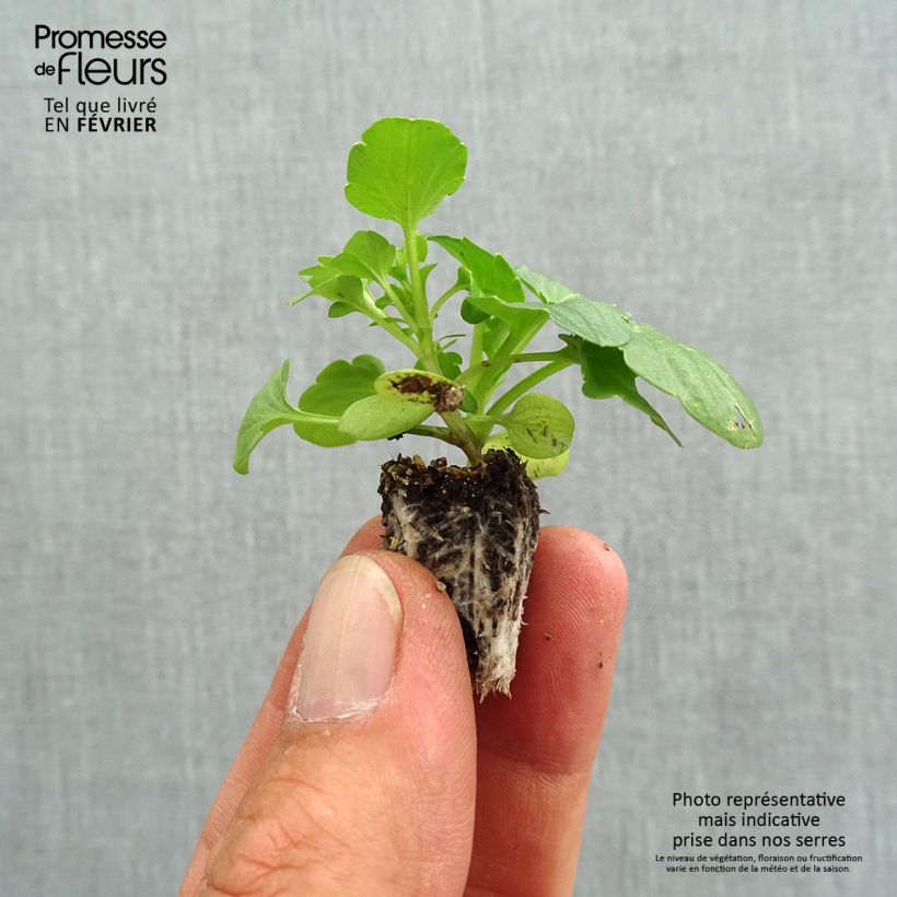 Exemplar von Stiefmütterchen F1 Farandole Mini-Plug: Plug 2,2 cm x 2 cm in Anzuchtplatte à 35 Stück wie im Herbst geliefert