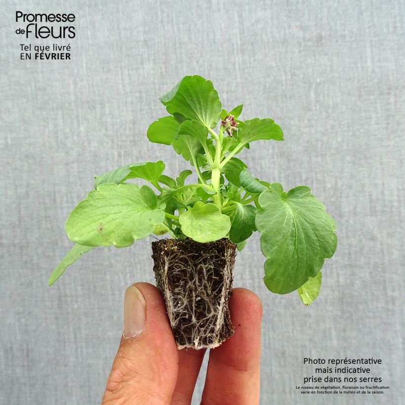 Exemplar von Stiefmütterchen F1 Farandole Jardi-Plug: Wurzelballen 3,8 cm x 3,2 cm in Anzuchtplatte à 15 Stück. wie im Herbst geliefert