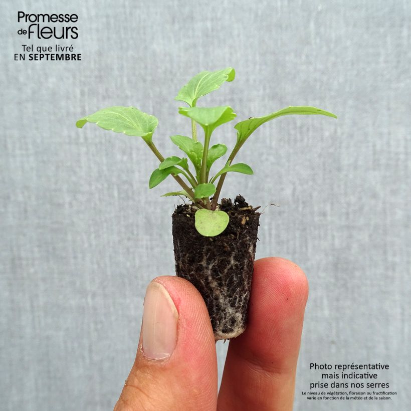 Exemplar von Stiefmütterchen Frizzle Sizzle F1 Mix Mini-Plug Ø 1,5/2,5 cm wie im Herbst geliefert