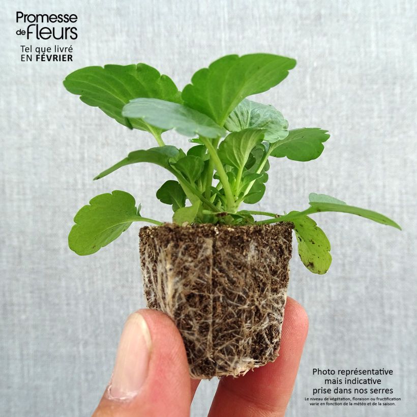 Exemplar von Stiefmütterchen F1 Raviola Pure Lemon Jardi-Plug: Wurzelballen 3,8 cm x 3,2 cm in Anzuchtplatte à 15 Stück. wie im Herbst geliefert