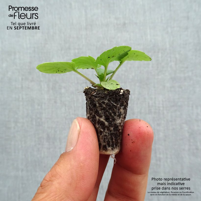 Exemplar von Stiefmütterchen Goliath F1 Mix Mini-Plug Ø 1,5/2,5 cm wie im Herbst geliefert