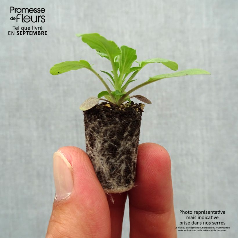 Exemplar von Stiefmütterchen Cool Wave Blue Skies Mini-Plug Ø 1,5/2,5 cm wie im Herbst geliefert