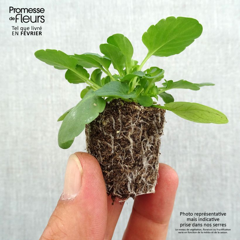 Exemplar von Stiefmütterchen Cool Wave Yellow Jardi-Plug: Wurzelballen 3,8 cm x 3,2 cm in Anzuchtplatte à 15 Stück. wie im Herbst geliefert