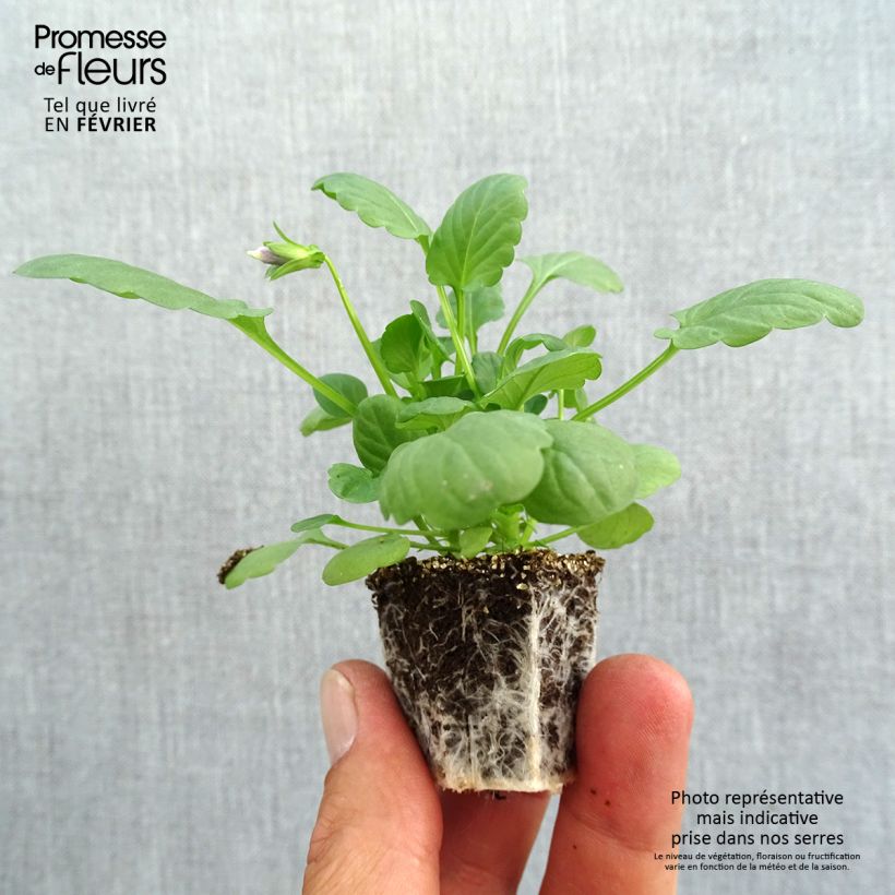 Exemplar von Stiefmütterchen Cool Wave Mix Jardi-Plug: Wurzelballen 3,8 cm x 3,2 cm in Anzuchtplatte à 15 Stück. wie im Herbst geliefert