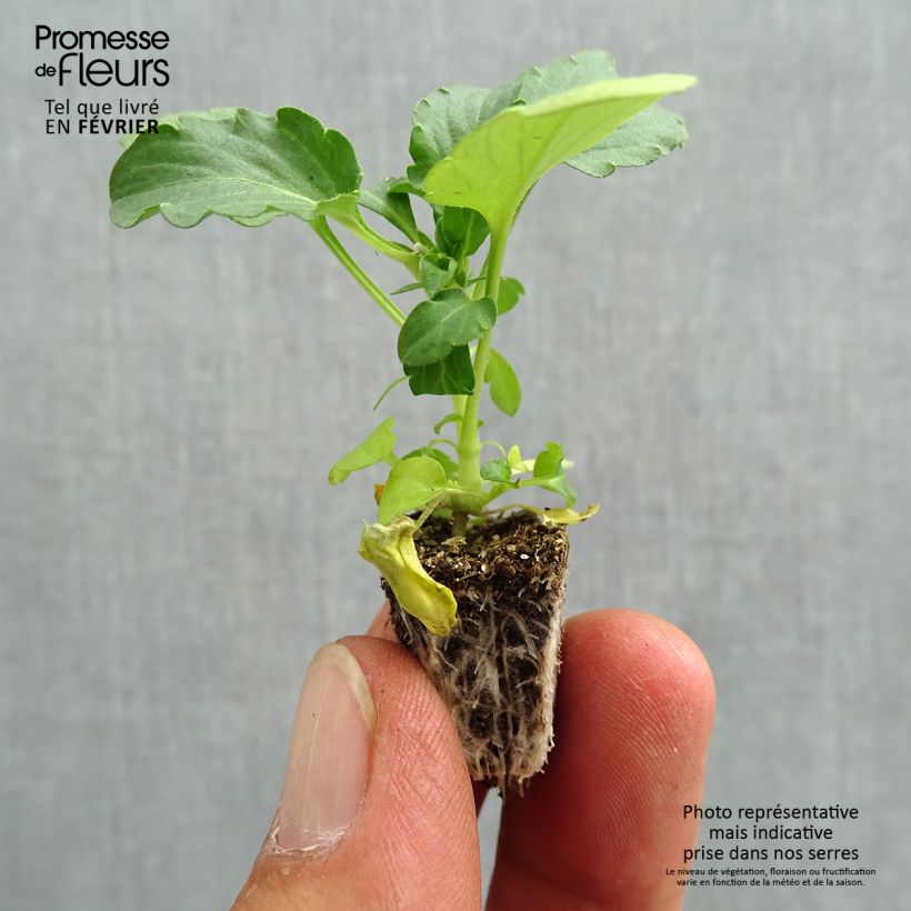 Exemplar von Stiefmütterchen Cool Wave Morpho Mini-Plug: Plug 2,2 cm x 2 cm in Anzuchtplatte à 35 Stück wie im Herbst geliefert